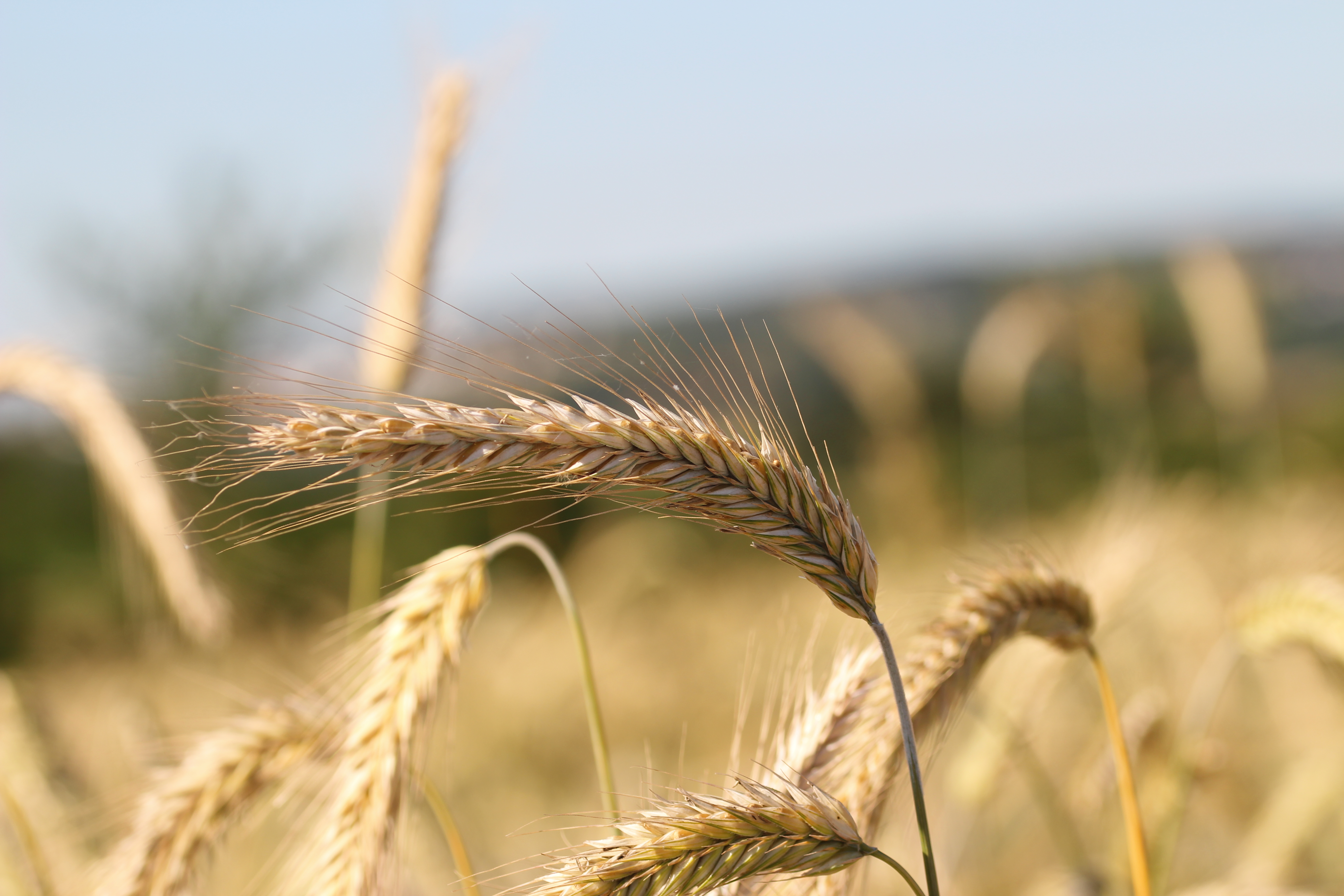 Photo of ripe rye grains